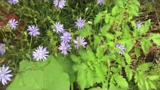 Blue Dandelion (Chicory) and Early Summer Organic No-Till Swamp Yarden Update