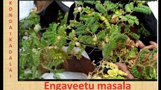 Kondaikadalai Plants | Chickpeas|Garbanzo Beans/மாடித்தோட்டத்தில் கொண்டைக்கடலை வளர்ப்பு/part 1