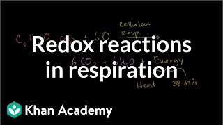 Oxidation and reduction in cellular respiration | Biology | Khan Academy