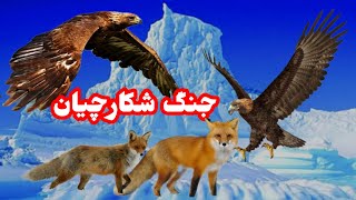 شکارچی ،شکار میشود مبارزه روباه با عقاب🦊🦅