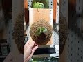 pleco白色戀人x雪后上板 鹿角蕨 鹿角蕨上板 planting indoorplants platycerium 植物 植中毒 觀葉植物 観葉植物 観葉植物インテリア