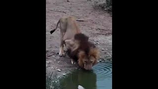 雄獅趴在湖邊喝水，痛快暢飲完之後，隨即便轉身離開了 #野生動物零距離 #神奇動物在抖音 #雄獅 #獅子 #內容啟發搜索