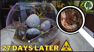 From Dry Start to Worm Feast | My Aquarium Mishap!