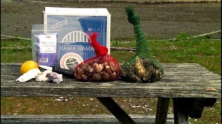 Oysters and clams from Hood Canal to your front porch - KING 5 Evening