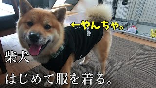 服を着せられて固まる柴犬。ShibaInu dressed for the first time.