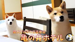 愛犬と泊まれるレトロ感あふれる温泉宿「亀の井ホテル」でクン活に勤しむ柴犬達【柴っこ劇場】Shiba Inu dogs are engrossed in a retro hot spring inn.