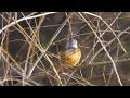 蟹ヶ谷公園のジョウビタキ（雄）その１１５（4k60p動画）