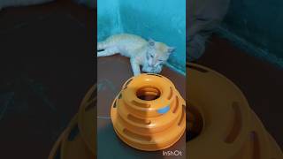 சொகுசு ரொம்ப சீன் போடுறான் 😄#cat #trending