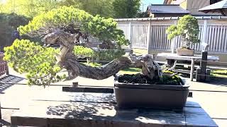 Bonsai art museum Japan