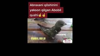 Abobil qushi