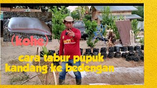 CARA MENABUR PUPUK KANDANG PADA BEDENGAN