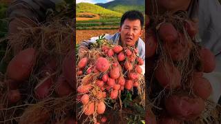 Rural Agriculture Farmers remove red potatoes #2024 #harvesting #potato #agriculture