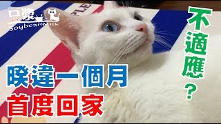 【豆漿 - SoybeanMilk】豆漿回老家啦！！　面目猙獰的原因是....??