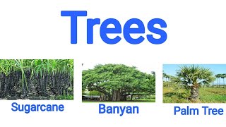 Learn Trees Name in English | மரங்களின் பெயர்கள் | #Trees #மரங்கள்