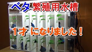 ベタ45匹　生後１年！ 【bettafish breeding】