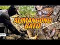 P1 - ALIMANGONG BATO - EP1489