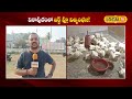 bird flu outbreak in pithapuram pawan kalyan పిఠాపురంలో బర్డ్ ఫ్లూ విజృంభణ.. local18