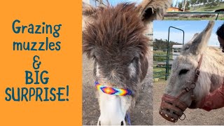 Donkey grazing muzzles and a BIG Surprise!