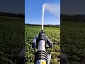 oddly satisfying video 626 short shorts agriculture satisfying shorts video