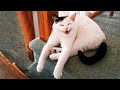 Best Animal Videos 2024 😂 - Funniest Dogs 🐶 And Cats 😺 Clips