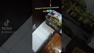 Basmi Kecoa di Apartemen