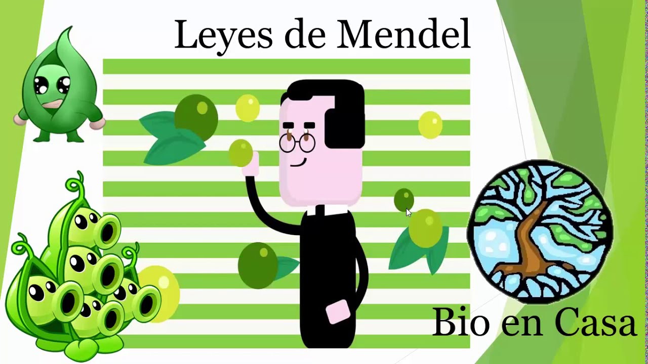 Leyes De Mendel Y Cuadros De Punnett - YouTube