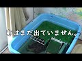 【クサガメ】まだ出ないもじお【産卵行動中】