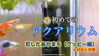 【アクアリウム】何も知らずにグッピー飼ったら大変なことに