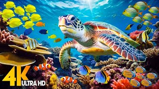 Under Red Sea 4K - Beautiful Coral Reef Fish in Aquarium, Sea Animals for Relaxa