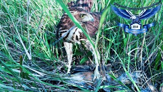 Crested Goshawk chases and hunts at field