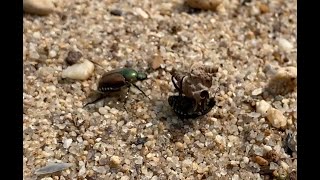 Bizarre Japanese Beetle behavior with a dried leaf (mating ritual?)