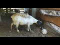 Дорпер родила двойню и опять рыжая голова dorper dorpersheep ram дорпер семейнаяферма