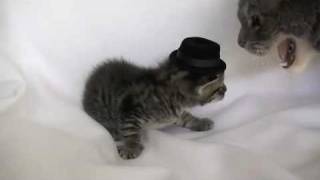 Kitten with hat gets punched by bigger cat.