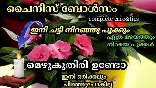 ചൈനീസ് ബോൾസം ഇങ്ങനെ ചെയ്താൽ ഒരിക്കലും ചീഞ്ഞു പോകില്ല|Impatient plantcare|എത്ര മഴയത്തും നിറയെ പൂക്കൾ