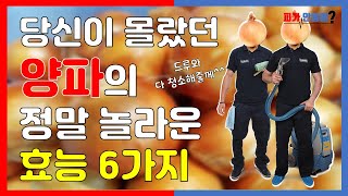 혈관청소부! 양파의 효능과 제발 먹지마 유형 5가지