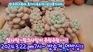 방우리다육 방송전 언박싱 으로!!  이번엔 알사탕이 주인공이에요!!  그밖에 초특가다육