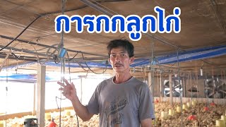 การกกลูกไก่ #ช่วงสำคัญที่สุดของการเลี้ยงไก่