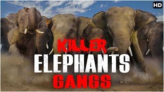 दुनिया के सबसे खतरनाक हाथी और उनका झुंड | Killer Elephants Gang