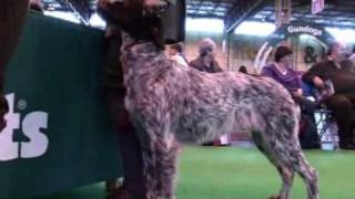 An insight into Judging Working Gundogs at DFS Crufts 2010