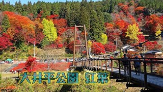 大井平公園紅葉～ビデオ～202011