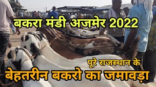 बकरा मंडी अजमेर 2022 | bakra mandi ajmer 2022 | sirohi ajmeri gujri sojat bakra bazar | goat market