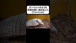 ダンゴムシのような珍獣を飼い始めました【アルマジロ】