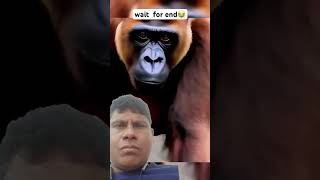 Man vs gorilla 🦍🦍🐒 মানুষ বনাম বন মানুষ ভিডিও টা ভালো লাগলে শেয়ার একটা সাবস্ক্রাইব একটা লাইক #shorts