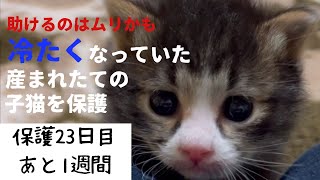 冷たくなっていた子猫の保護、23日目