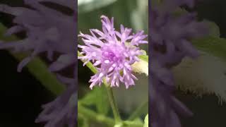 little ironweed