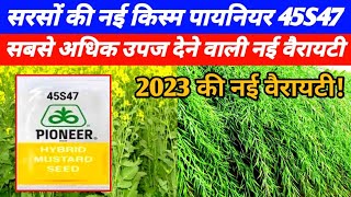 सरसों की नई वैरायटी पायनियर 45S47 की  जानकारी | Sarso ki new veriety | Mustard veriety|pioneer 45S47