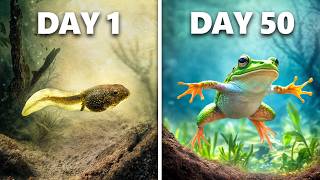 Raising Tadpoles to Frogs (50 Day Evolution)