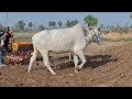 two pairs of bulls bowing the wheat desi balad operating two wheet sowing drill in the field