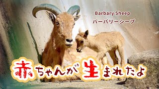 バーバリーシープの子ども（誕生当日～生後３週間）