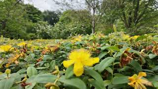 Hypericum calycinum field met at the botanical park in Wageningen of the Nethelands